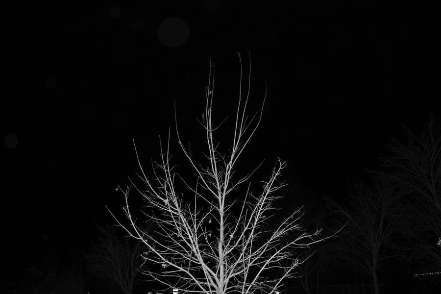 Middle Tree by dsblu10 on DeviantArt