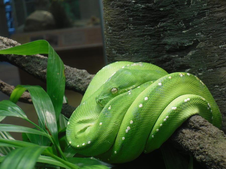 Young Green tree python