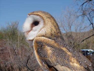 Barn Owl