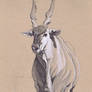 Eland