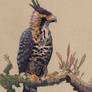 Ornate Hawk Eagle color
