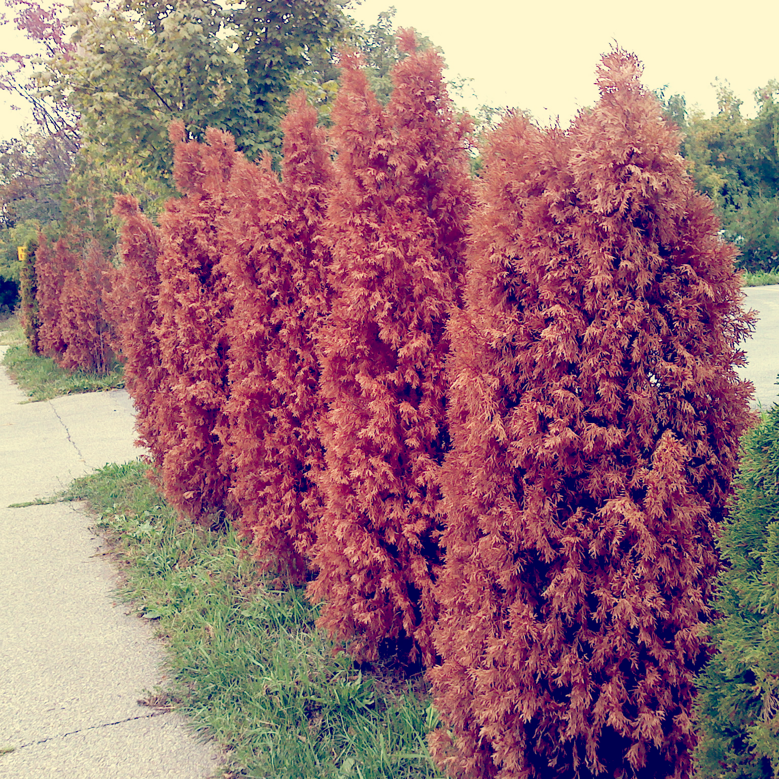 Red Trees