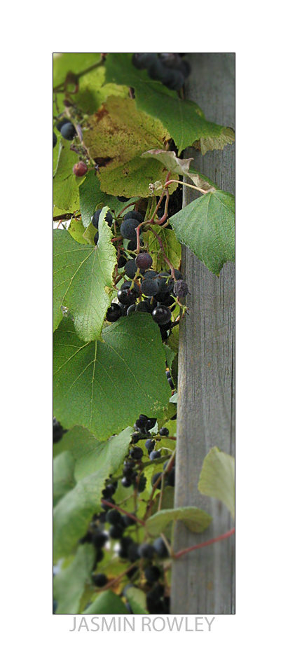 grapes