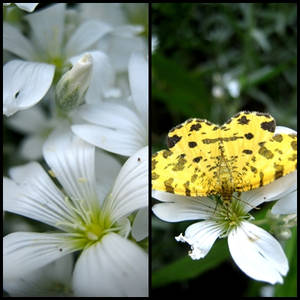 Yellow summer