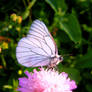White moon butterfly