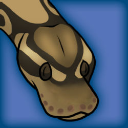 Ball Python by shadowwolf-4 on DeviantArt