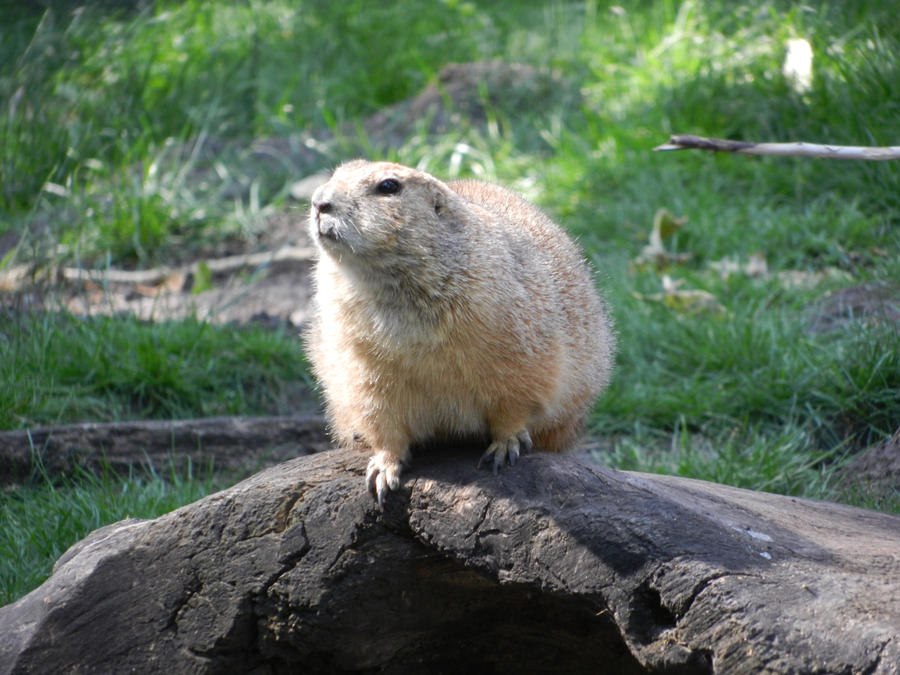 Dramatic Groundhog by shadowwolf4 on DeviantArt