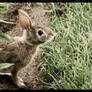 curious bunny.