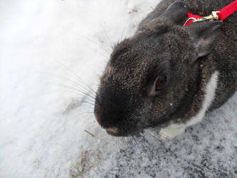 Snow Rabbit