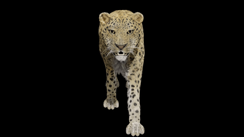 Leopard walk animation by JohnWulffe on DeviantArt