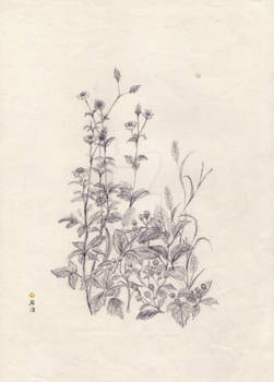 F.Yu Pencil Wild Beauty II