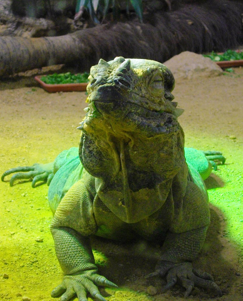 Lizard Smirk Smiley happy lizard by crissy2001uk on DeviantArt