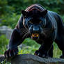 Black panther
