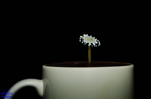 Coffee Flower