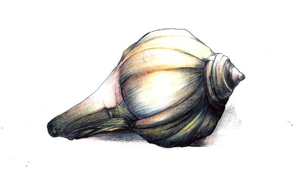 Shell Study