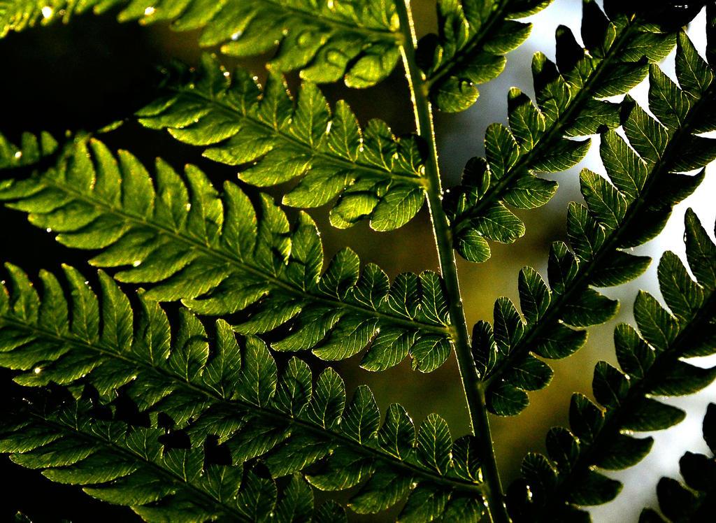 Fern 6