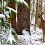 EAGLE CREEK DENIZEN