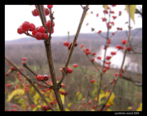 Forbidden Berries