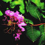 Space Flower