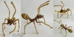 Weaver Ant by FamiliarOddlings