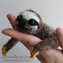 Baby sloth