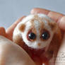 Micro Loris