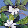 Naupaka Flowers