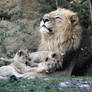 Little lion boys and their father