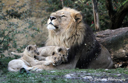 Little lion boys and their father