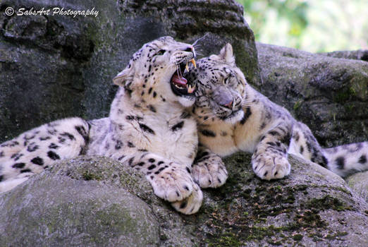 Snow leopards in love