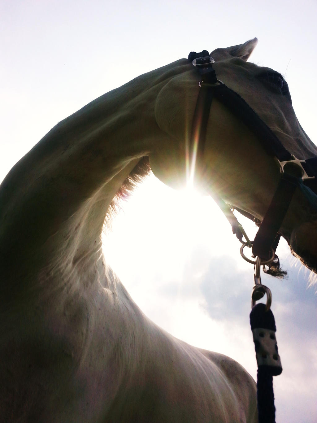 Horse and light