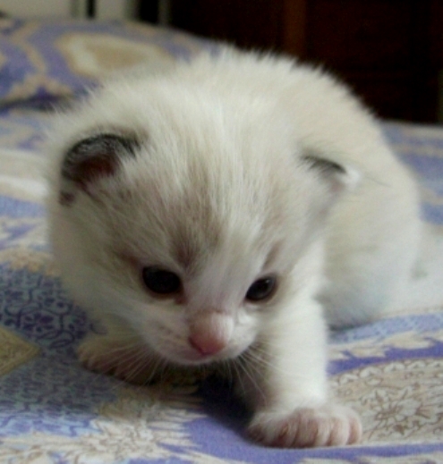 Napoleone 2 weeks old