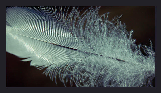 Feather