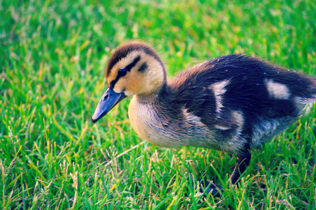 Duckling