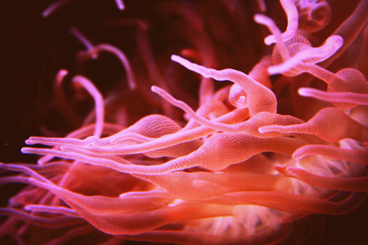 Anenome II