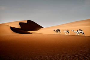 Liwa Desert by Ananyana