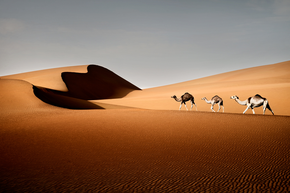 Liwa Desert