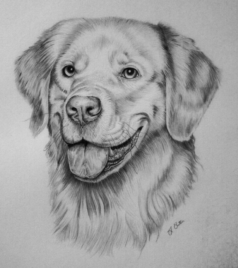 Golden Retriever Portrait