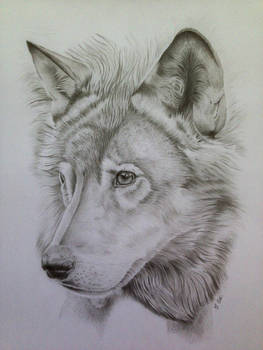 Wolf Pencil Portrait 2