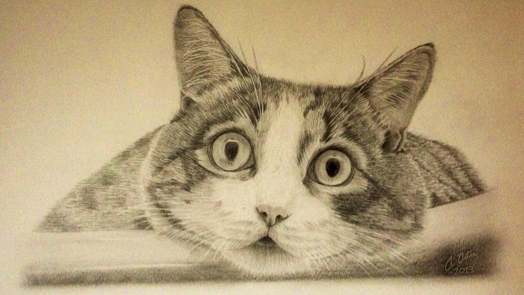 Pencil cat drawing (Look into my eyes). by Ned-The-Hat Pencil cat drawing (Look into my eyes). by Ned-The-Hat