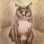 Pencil cat portrait of Poppy