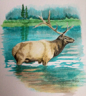 Ink Elk landscape drawing