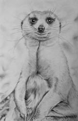 Meerkat pencil portrait