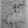 Jack Russell Terrier pencil portrait