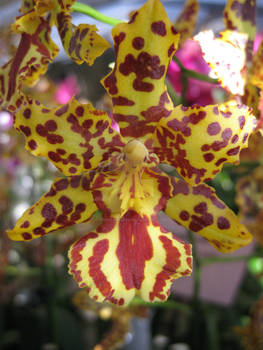 Orchid VII