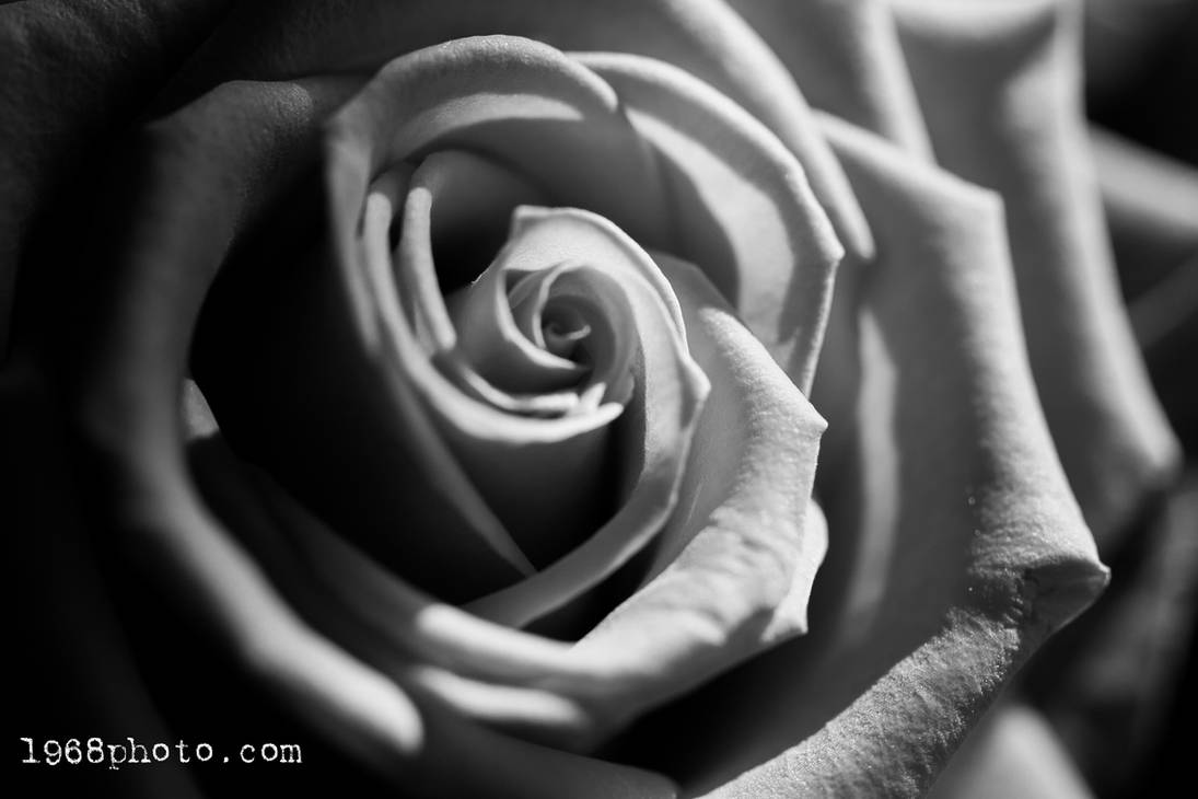 Mono Roses Mono Rose by 1968photo on DeviantArt