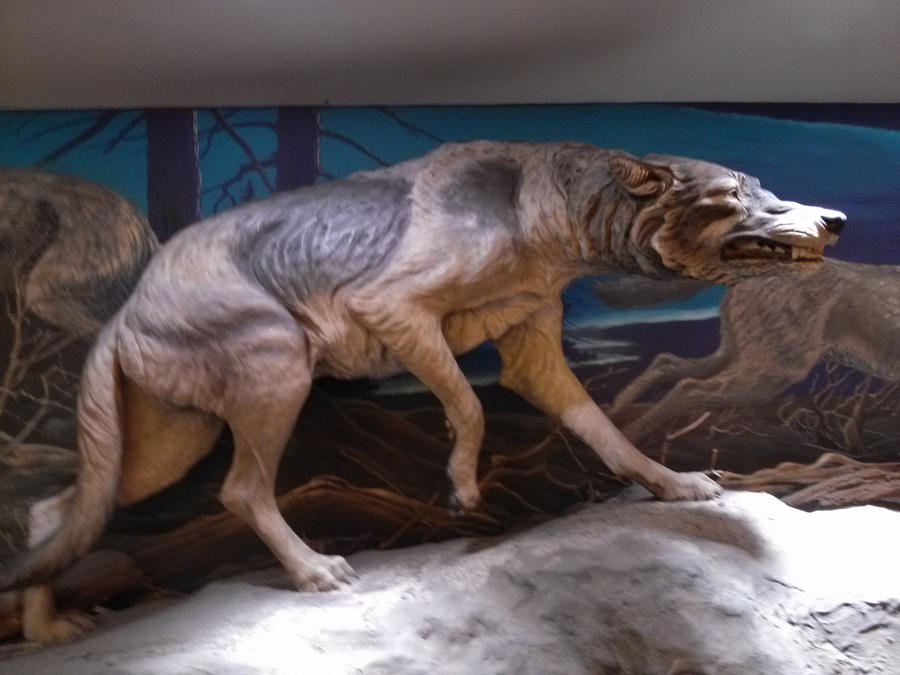 prehistoric wolf by vienna2000 on DeviantArt