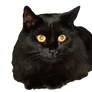 EKD - Gigi the Black Cat