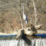 Bird Wildlife at Milburnie Dam 2011