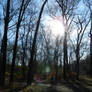 Filltered Light in Woods through Trees 4